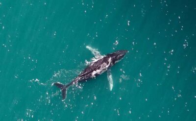 Western Australia: Swim with Humpback Whales - How the 8-hour plan actually flows (reef first, whales next, reef again)