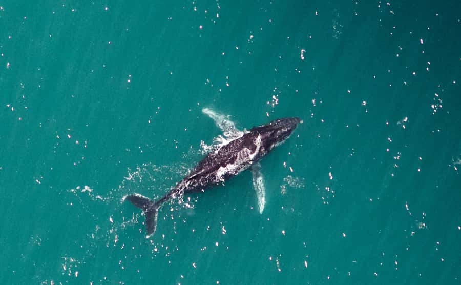 Western Australia: Swim with Humpback Whales - How the 8-hour plan actually flows (reef first, whales next, reef again)