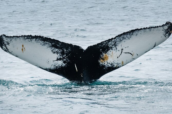 Westfjords Whale Watching - Meeting Point to Harbor: Getting Started Without the Fuss