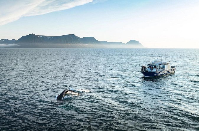 Westfjords Whale Watching - The Crew Factor: Tom, Chloe, and the Specialist Difference
