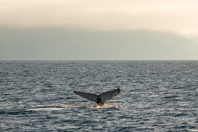 Westfjords Whale Watching - Expect Arctic Conditions: What to Wear (and What to Plan For)