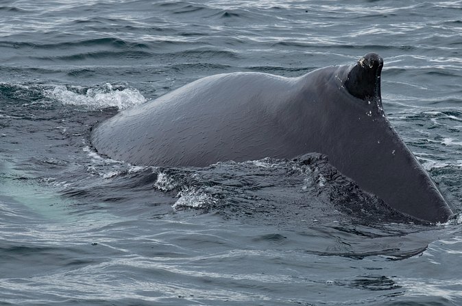 Westfjords Whale Watching - How Long Is Enough Time? Timing and What 3 Hours Really Feels Like