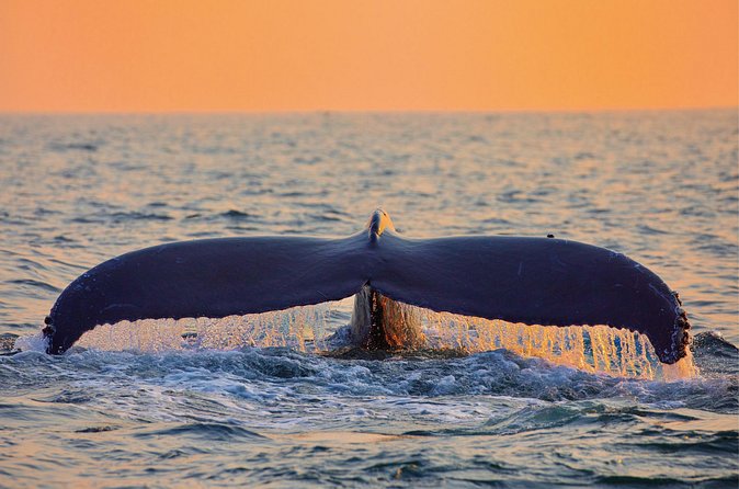 Whale & Dolphin Watching, Turtle Snorkeling - Finding Whales and Dolphins: How the Crew Helps You Get Better Views