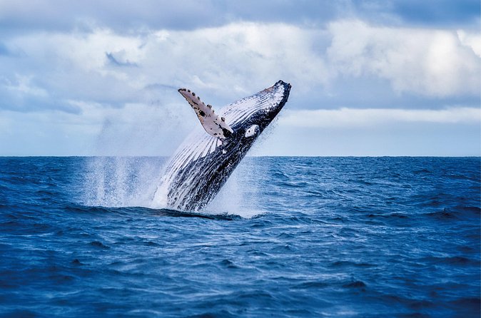 Whale & Dolphin Watching, Turtle Snorkeling - Lunch, Snacks, and Water: Why the Included Food Changes the Mood