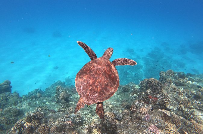 Whale & Dolphin Watching, Turtle Snorkeling - Turtle Snorkeling After the Cruise: What’s Included and What to Bring