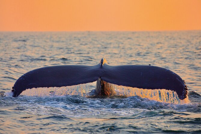 Whale & Dolphin Watching, Turtle Snorkeling - Sunset Chances and the Afternoon Feel on the Water