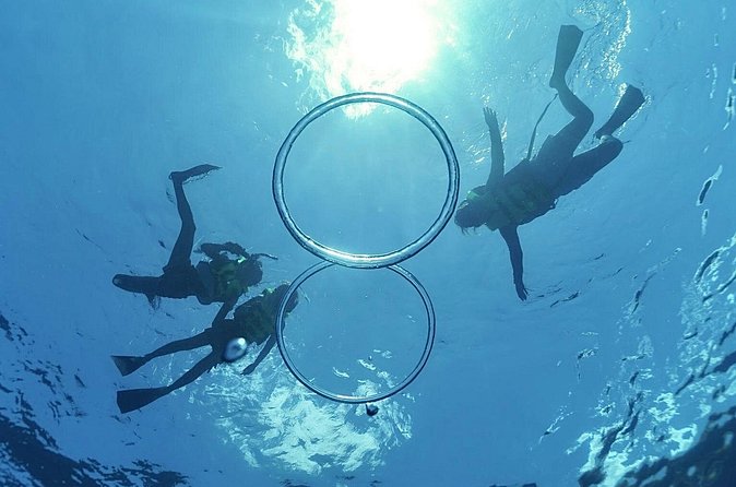 Whale & Dolphin Watching, Turtle Snorkeling - Price and Value at $166.49: What You’re Getting for Your Money