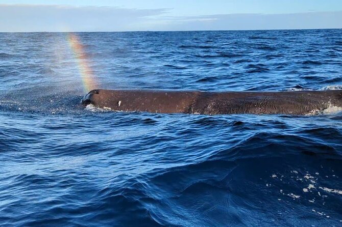Whale Dream ltd - Whales watching and swim with dolphins - Key things to know before you go