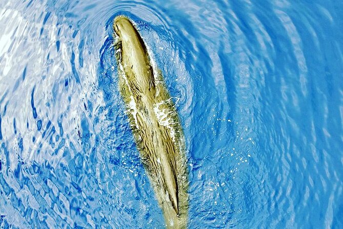 Whale Dream ltd - Whales watching and swim with dolphins - Why the 6am start is the secret weapon for whales