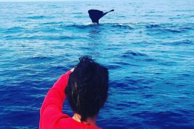 Whale Dream ltd - Whales watching and swim with dolphins - Getting spotted: hydrophone searching and what to expect on board