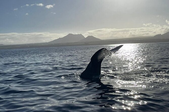 Whale Dream ltd - Whales watching and swim with dolphins - Whale watching rules: what you can do (and what you cannot)