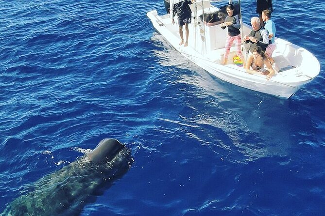 Whale Dream ltd - Whales watching and swim with dolphins - Dolphin swim time: ethical guidelines and the practical calm