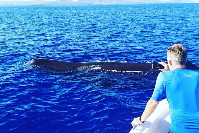 Whale Dream ltd - Whales watching and swim with dolphins - Price per group: when $741.51 feels like smart value