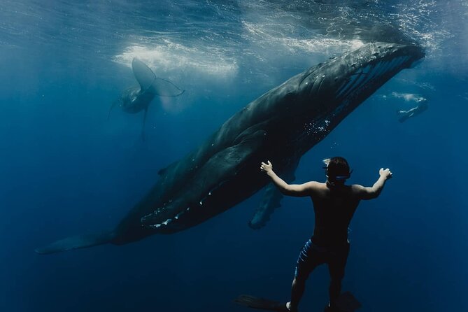 Whale Tour - Observe and swim with whales - Key Things I’d Plan For