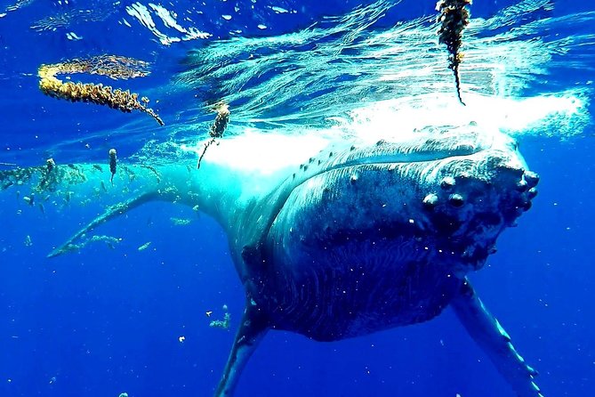 Whale Tour - Observe and swim with whales - Moorea Whale Swim: Why the Strict Animal Rules Matter