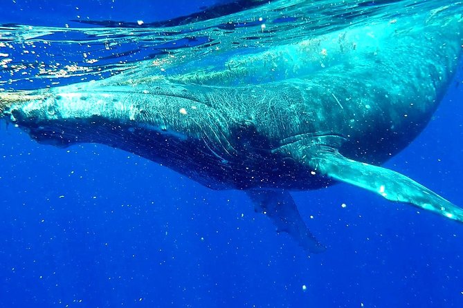 Whale Tour - Observe and swim with whales - 4 Hours on the Water: How the Timing Works