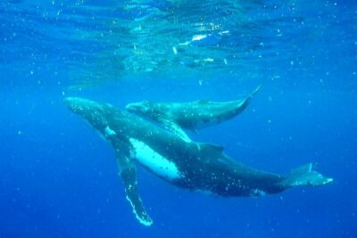 Whale Tour - Observe and swim with whales - Small Group Swimming: What Max 8 Travelers Feels Like