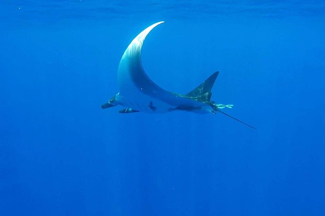 Whale Tour - Observe and swim with whales - Gear and Comfort: What’s Provided and What You Should Bring