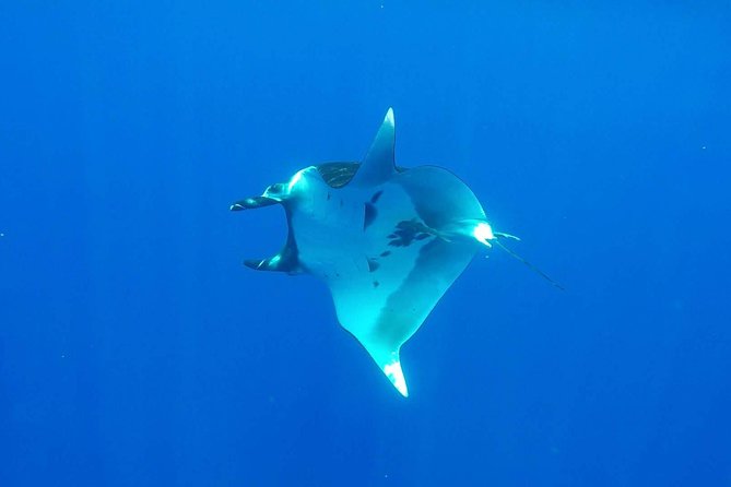 Whale Tour - Observe and swim with whales - Safety and Training: What the Crew Looks For