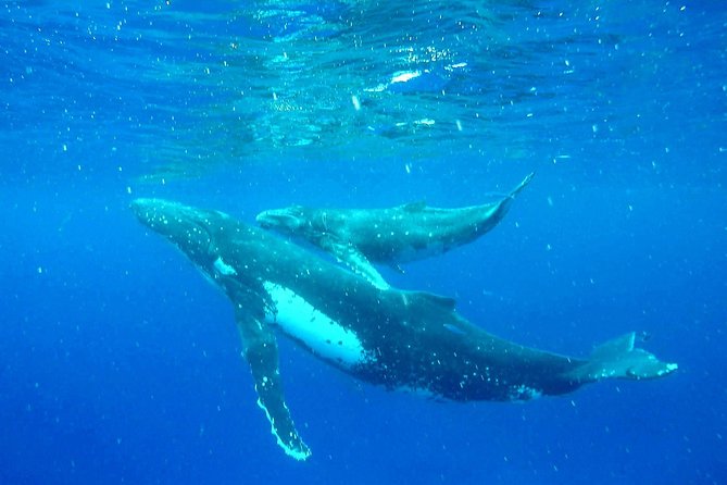 Whale Tour - Observe and swim with whales - Small Group Swimming: What Max 8 Travelers Feels Like