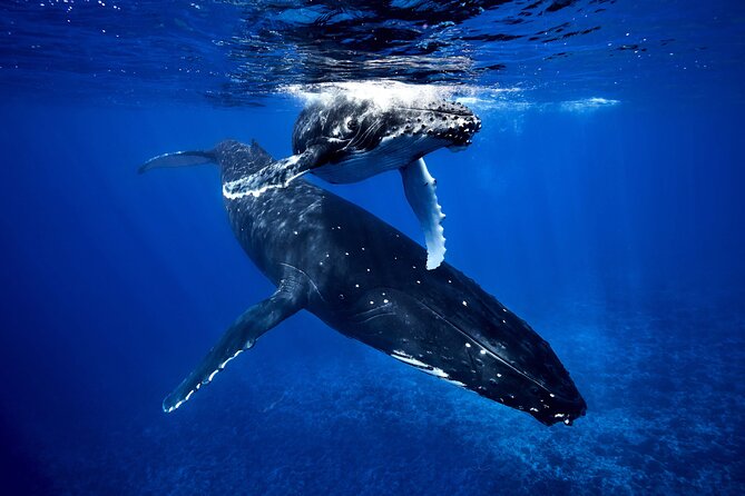 WHALE TOUR - Watching and Swimming with Whales - Key highlights at a glance