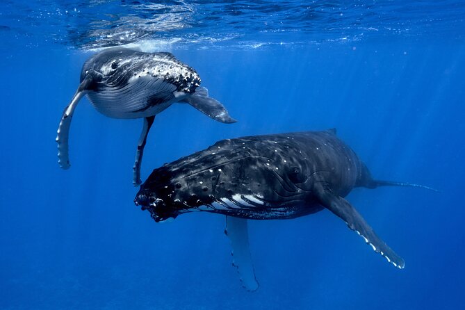WHALE TOUR - Watching and Swimming with Whales - Moorea humpback country: what makes this tour work