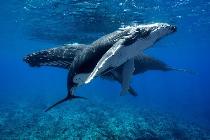 WHALE TOUR - Watching and Swimming with Whales - The open-air boat: comfort tradeoffs you should know early