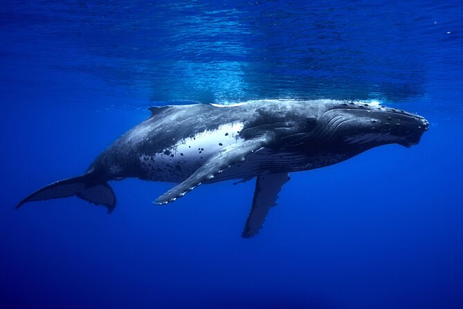 WHALE TOUR - Watching and Swimming with Whales - Watching from the boat: what to expect before the swim