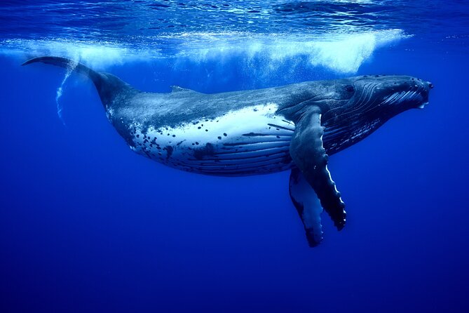 WHALE TOUR - Watching and Swimming with Whales - The swim with humpbacks: the moment you actually came for