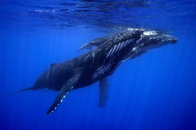 WHALE TOUR - Watching and Swimming with Whales - How long is it, and why waiting is part of the deal