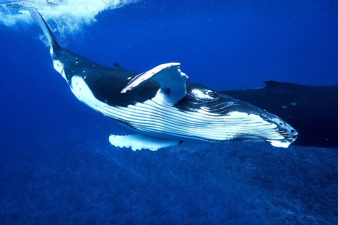 WHALE TOUR - Watching and Swimming with Whales - Respect for the whales: why this tour’s rules feel real