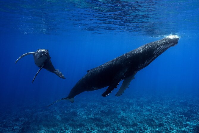 WHALE TOUR - Watching and Swimming with Whales - Price and value: is $327.95 fair for a humpback swim in Moorea?