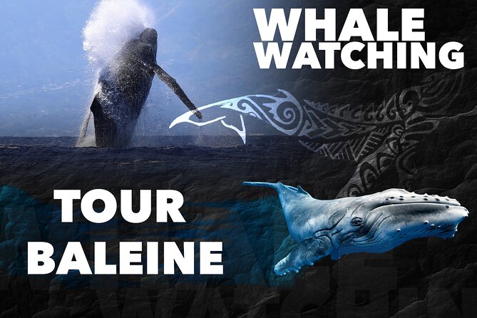 WHALE TOUR - Watching and Swimming with Whales - Starting at Quai des croisières: pickup and the small-group setup