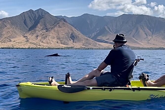 Whale Watch and Scenic Tour from Kayak - Key Things You Should Know Before You Go