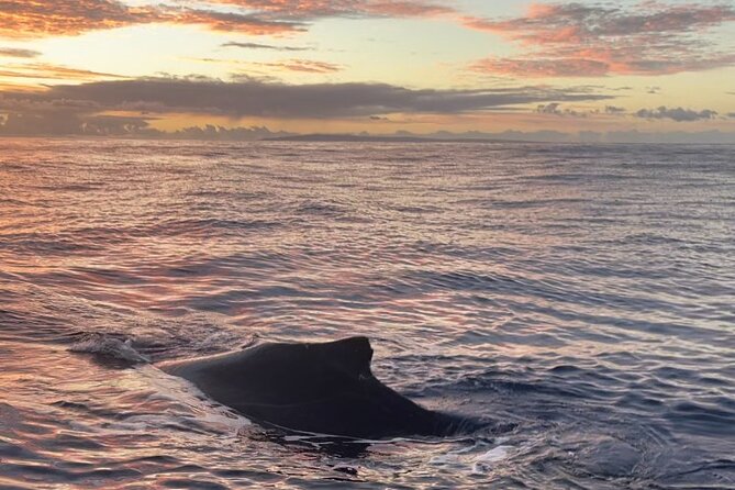 Whale Watch and Scenic Tour from Kayak - What the 2.5 hours feels like on the water