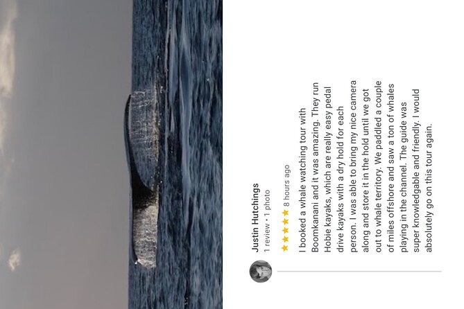 Whale Watch and Scenic Tour from Kayak - What’s included vs. what you should bring