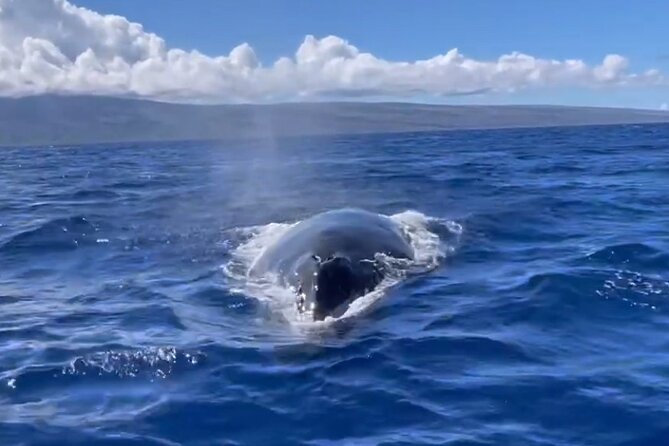Whale Watch and Scenic Tour from Kayak - The guides: small group attention and real island instincts