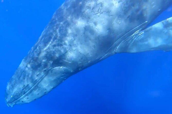 Whale Watch and Scenic Tour from Kayak - Timing and conditions: how to improve your odds