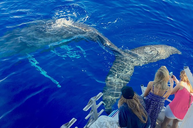 Whale Watch and Turtles Snorkel - Key Things I’d Book This For