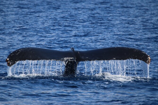 Whale Watch and Turtles Snorkel - Maalaea Harbor Check-In and the 2:00 pm Advantage