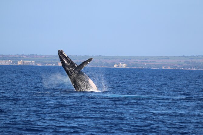 Whale Watch and Turtles Snorkel - Price and Value: What $138 Really Buys You