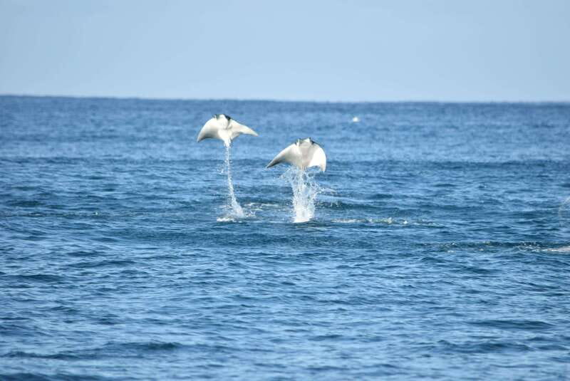 Whale Watch Cabo: Group Whale Watching Tour - FREE photos - Key things to know before you go