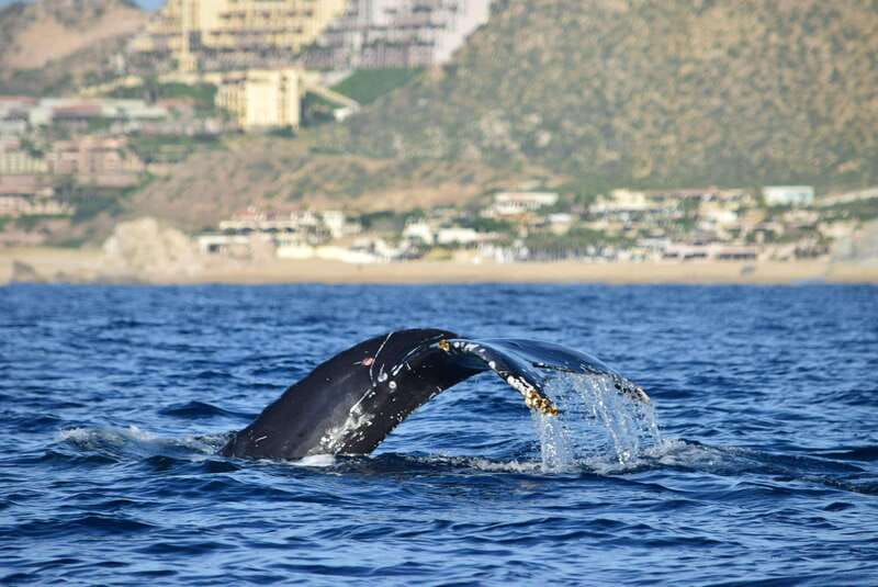 Whale Watch Cabo: Group Whale Watching Tour - FREE photos - Where the tour starts in Cabo and what the boat experience is like