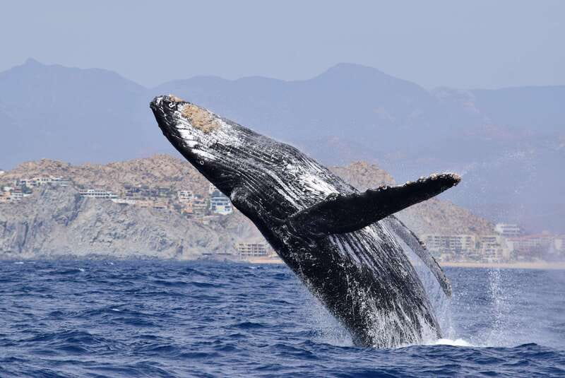 Whale Watch Cabo: Group Whale Watching Tour - FREE photos - The bay landmarks: Pelican Rock, Lovers Beach, and the famous Arch