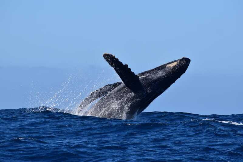 Whale Watch Cabo: Group Whale Watching Tour - FREE photos - Marine biologist education: how you’ll interpret what you see