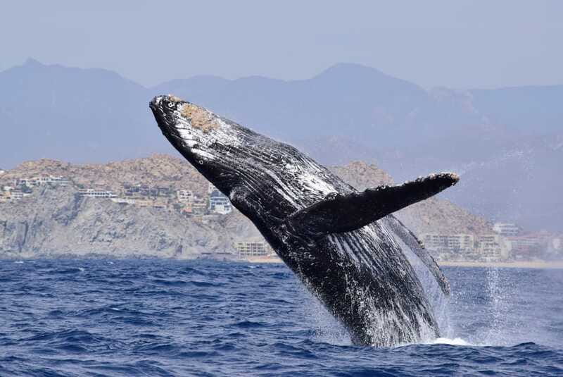 Whale Watch Cabo: Group Whale Watching Tour - FREE photos - Value beyond the sighting: free photos and the whale guarantee