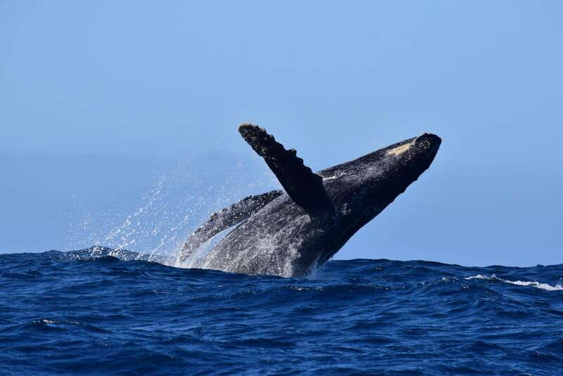 Whale Watch Cabo: Group Whale Watching Tour - FREE photos - Your 2.5-hour plan: how the captain and guide search for whales