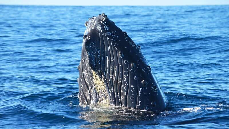 Whale Watch Cabo: Zodiac Whale Adventure - FREE Photos - Key Highlights You’ll Care About