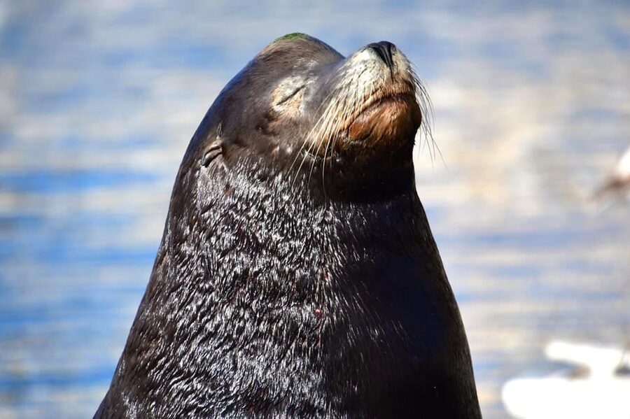 Whale Watch Cabo: Zodiac Whale Adventure - FREE Photos - Price ($122) and the Value Math That Actually Works
