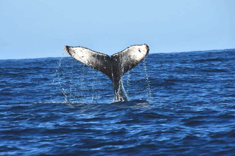 Whale Watch Cabo: Zodiac Whale Adventure - FREE Photos - Getting Oriented at Plaza Bonita Before You Leave the Bay